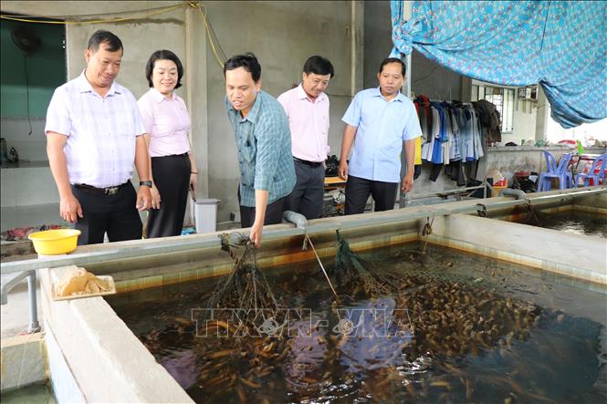 Anh Trương Văn Út, xã Tân Hòa nuôi khoảng 100.000 con lươn mỗi năm, thu lãi hàng trăm triệu đồng. Ảnh: Thu Hiền - TTXVN