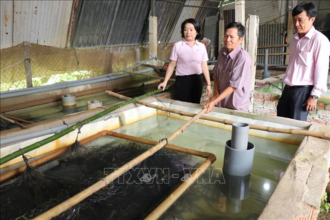 Nuôi lươn không bùn ở Cần Thơ chủ yếu quy mô nông hộ. Nhiều gia đình phát triển kinh tế ổn định, khá giả nhờ nghề nuôi lươn không bùn. Ảnh: Thu Hiền - TTXVN