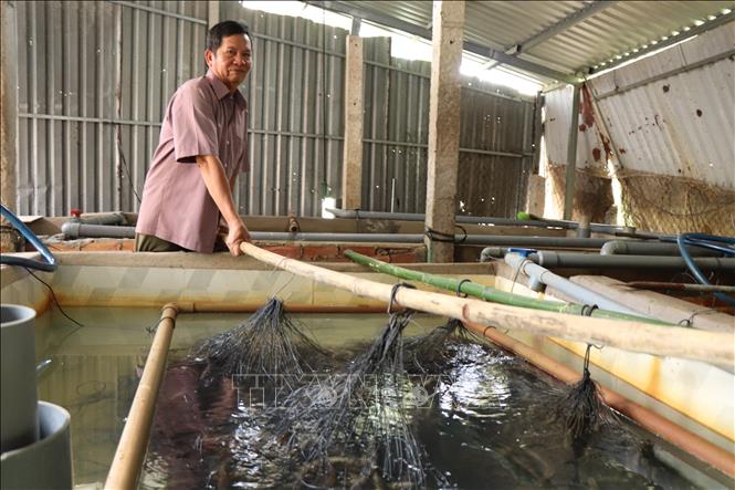 Ông Trần Trung Tri, xã Tân Hòa gắn bó với nghề nuôi lươn không bùn hơn 5 năm. Mỗi năm, ông Tri nuôi khoảng 25.000 - 30.000 con lươn. Ảnh: Thu Hiền - TTXVN