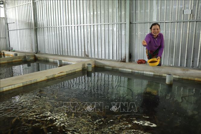 Lươn được nuôi trong bể lót xi măng không bùn, sử dụng con giống nhân tạo, thức ăn viên công nghiệp. Ảnh: Thu Hiền - TTXVN