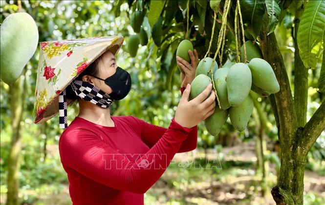 Nông dân Hợp tác xã xoài Cù Lao Giêng kiểm tra chất lượng xoài theo tiêu chuẩn GlobalGAP trước khi thu hoạch. Ảnh: Thanh Sang-TTXVN