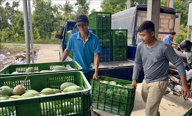 Xoài sau khi thu hoạch được người dân khẩn trương vận chuyển về xưởng vệ sinh, phân loại đóng gói xuất khẩu. Ảnh: Thanh Sang-TTXVN