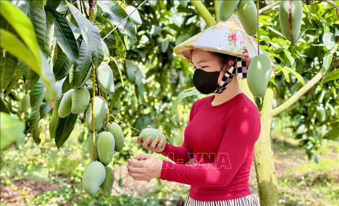 Nông dân Hợp tác xã xoài Cù Lao Giêng kiểm tra chất lượng xoài theo tiêu chuẩn GlobalGAP trước khi thu hoạch. Ảnh: Thanh Sang-TTXVN