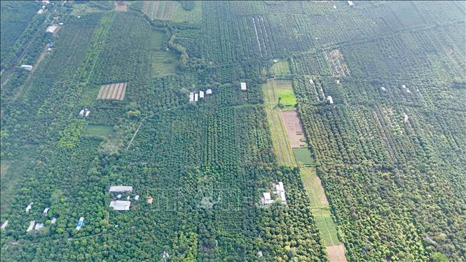 Vùng chuyên canh xoài xã Cù Lao Giêng, tỉnh An Giang. Ảnh: Thanh Sang - TTXVN