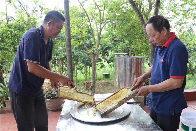 Người dân xã Cúc Phương, tỉnh Ninh Bình thu hoạch mật ong. Ảnh: Thùy Dung - TTXVN