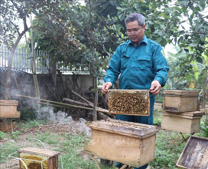 Nuôi ong lấy mật ở xã Cúc Phương, tỉnh Ninh Bình. Ảnh: Thùy Dung - TTXVN