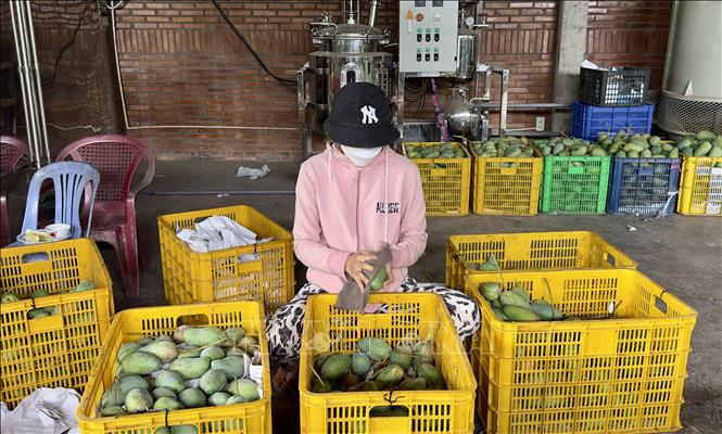 Xoài Cù Lao Giêng được chọn lựa, vệ sinh cẩn thận trước khi xuất khẩu sang các thị trường khó tính. Ảnh: Thanh Sang-TTXVN