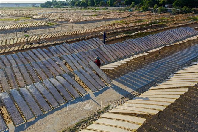 Đến làng nghề An Thái, không khó để bắt gặp những cuộn bún trắng tinh, những chiếc bánh tráng dài như dải lụa được phơi trên vỉ tre dưới nắng gió trên bãi cát vàng sông Côn. Ảnh: Khánh Hoà – TTXVN 