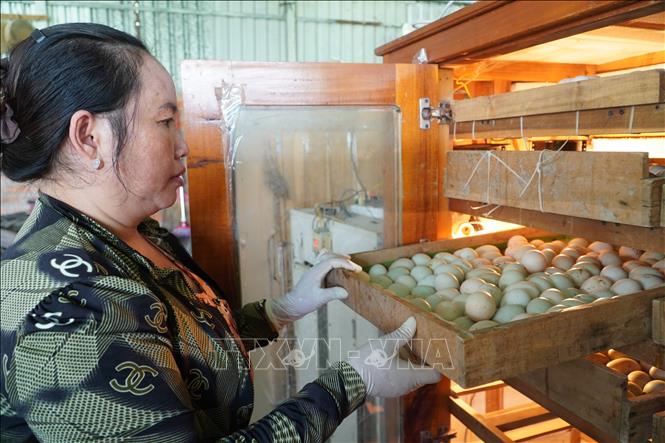 Trứng được đưa vào lò ấp sau khi được “ra đời” 3- 4 ngày trong liên tục 28 ngày sau đó, trải qua nhiều công đoạn như đảo trứng, rửa trứng, nhúng trứng… để trứng nở thành vịt con. Ảnh: Thu Hiền - TTXVN                        