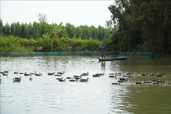 Người nuôi vịt trời có thể kết hợp nuôi cá bên dưới để tận dụng tối đa không gian, tăng nguồn thu nhập. Ảnh: Thu Hiền - TTXVN               
