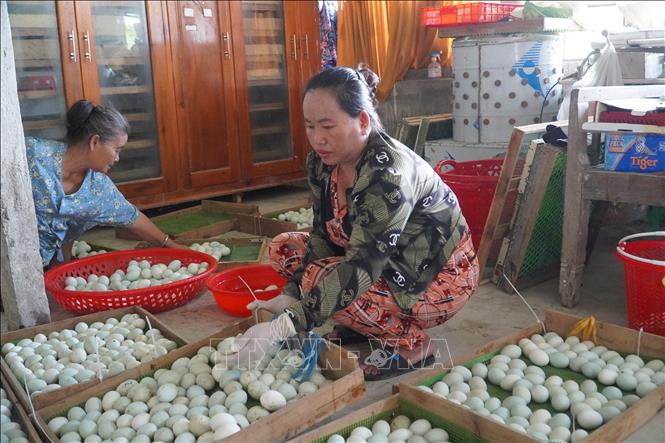 Sắp xếp trứng vịt trước khi đưa vào máy ấp để tạo nguồn vịt giống tại chỗ, nhằm làm giảm tỷ lệ vịt giống bị hao hụt. Ảnh: Thu Hiền - TTXVN                  
