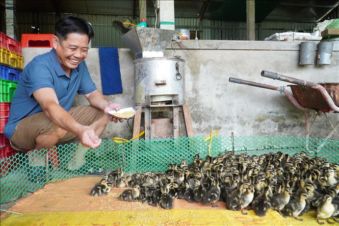 Anh Lê Vũ Phương, thành viên Hợp tác xã nông nghiệp Mỹ Phước là người khởi nghiệp thành công với nghề nuôi vịt trời. Ảnh: Thu Hiền - TTXVN                          