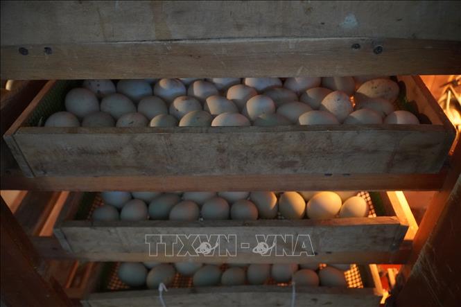  Ấp trứng tạo nguồn con giống tại chỗ. Ảnh: Thu Hiền - TTXVN                            