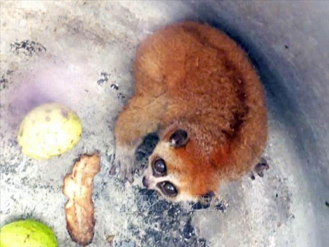 Cá thể Cu li nhỏ (tên khoa học: Nycticebus pygmaeus) vừa được thả về với môi trường tự nhiên. Ảnh: TTXVN phát