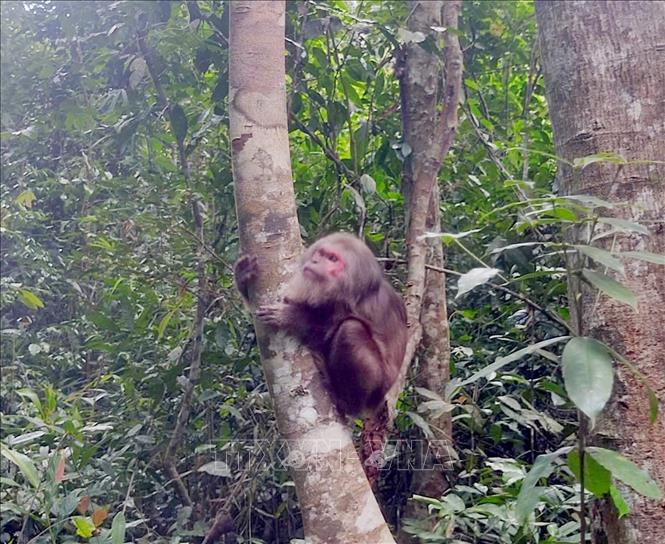 Cá thể khỉ mặt đỏ (tên khoa học: Macaca arctoides) vừa được thả về môi trường tự nhiên. Ảnh: TTXVN phát