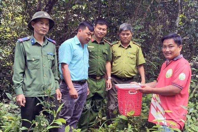 Ông Trần Ngọc Khiêm (trú tại xã Quảng Tín, tỉnh Lâm Đồng) bàn giao Cu li nhỏ (tên khoa học: Nycticebus pygmaeus) cho cơ quan chức năng thả về với môi trường tự nhiên. Ảnh: TTXVN phát