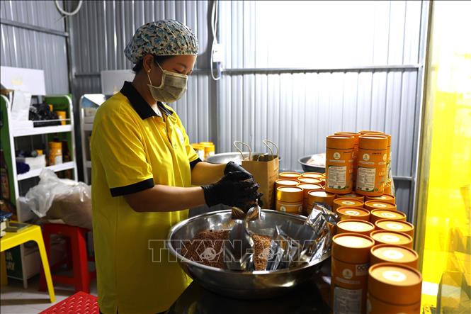 Đóng gói sản phẩm trà Lêkima đạt OCOP 3 sao tại cơ sở của anh Nguyễn Hữu Hiếu, xã Đất Đỏ, Thành phố Hồ Chí Minh. Ảnh: Hoàng Nhị - TTXVN