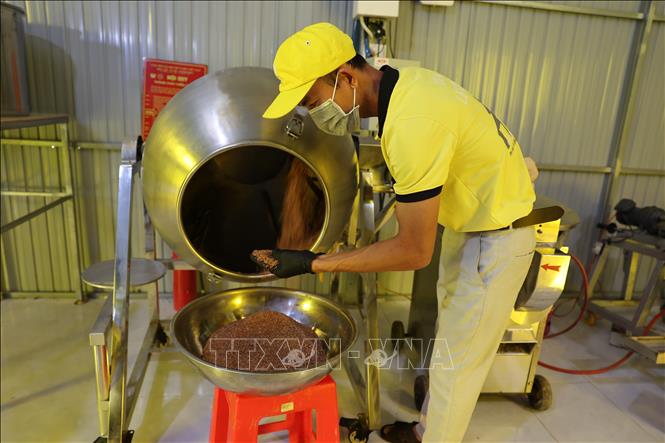 Công đoạn sấy trà Lêkima. Ảnh: Hoàng Nhị - TTXVN