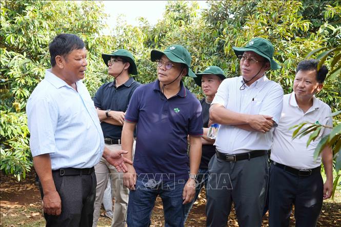 Ban Tổ chức hội thảo tham quan, khảo sát tại Hợp tác xã nông nghiệp dịch vụ Đắk Nguyên, xã Cư Pơng, tỉnh Đắk Lắk. Ảnh: TTXVN phát