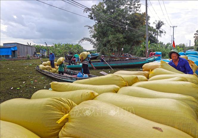 Nông dân xã Đá Bạc đang vận chuyển lúa tập kết chờ thương lái thu mua. Ảnh: Huỳnh Anh - TTXVN