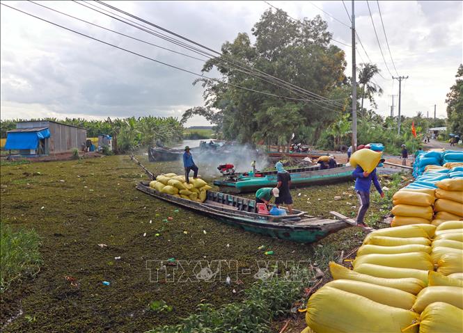 Gần 30 ngàn ha lúa hè thu vùng Tiểu vùng III - Bắc Cà Mau đang vào mùa thu hoạch đồng loạt. Ảnh: Huỳnh Anh - TTXVN