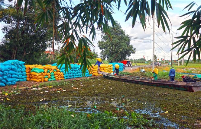 Bà con nông dân trong khu vực Nông Trường Minh Hà vận chuyển lúa tập kết chờ thương lái thu mua. Ảnh: Huỳnh Anh - TTXVN