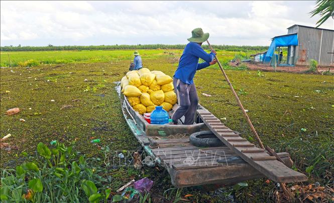 Lúa được nông dân vận chuyển ra chỗ tập kết để thương lái đến thu mua. Ảnh: Huỳnh Anh - TTXVN