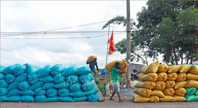 Tranh thủ thời tiết thuận lợi nên không khí thu hoạch vụ mùa tại các vùng ngọt hóa rất khẩn trương. Ảnh: Huỳnh Anh - TTXVN