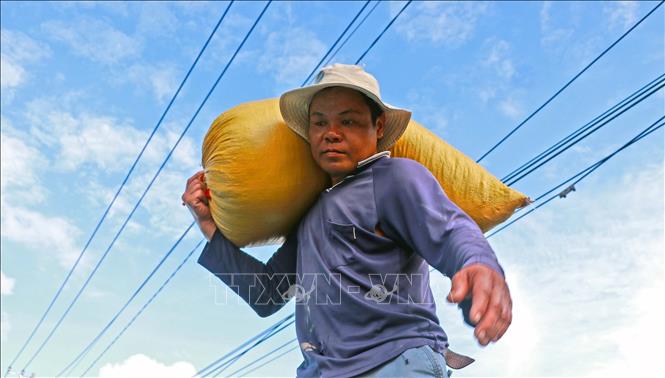 Nông dân vùng ngọt hóa Cà Mau đang khẩn trương thu hoạch vụ hè thu vì lúa đang được giá. Ảnh: Huỳnh Anh  - TTXVN