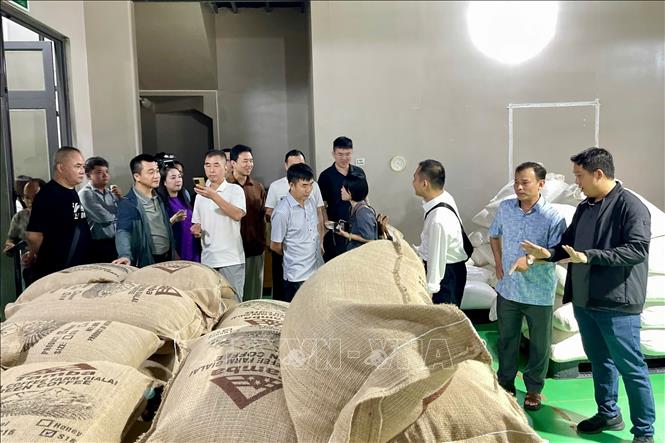 Đoàn doanh nghiệp Trung Quốc tham quan trang trại và khu chế biến cà phê của Công ty TNHH Tam Ba, xã Biển Hồ, tỉnh Gai Lai . Ảnh: Hoài Nam - TTXVN