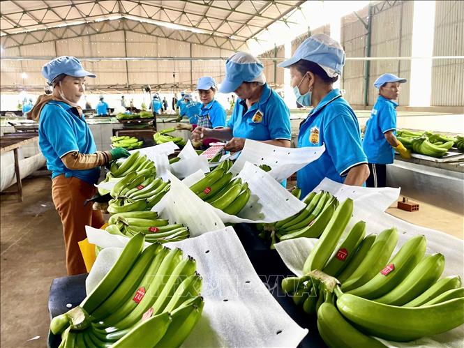 Đoàn doanh nghiệp Trung Quốc tham quan vùng trồng chuối và khu sơ chế của Công ty CP Chăn nuôi Gia Lai (Tập đoàn Hoàng Anh Gia Lai), xã Lơ Pang, tỉnh Gai Lai. Ảnh: Hoài Nam - TTXVN