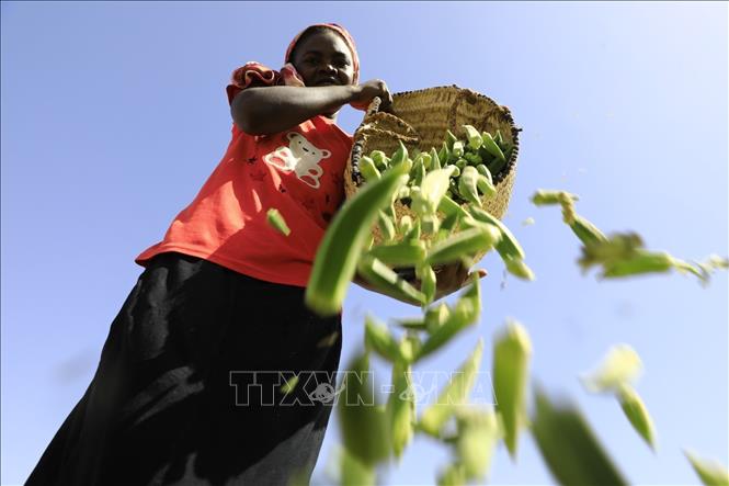 Có nguồn gốc từ Ethiopia, Sudan và Ấn Độ, đậu bắp phát triển mạnh ở những vùng khí hậu nóng. Ảnh: Nông dân thu hoạch đậu bắp tại Dongola, Sudan. Ảnh: THX/TTXVN