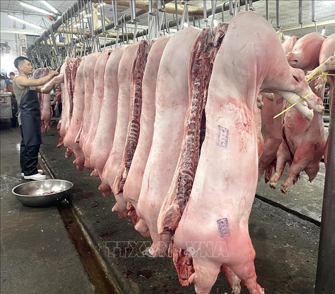 Thịt lợn vào chợ ở Tp. Hồ Chí Minh đều phải có dấu kiểm soát giết mổ của cán bộ thú y. Ảnh: Hương Giang – TTXVN