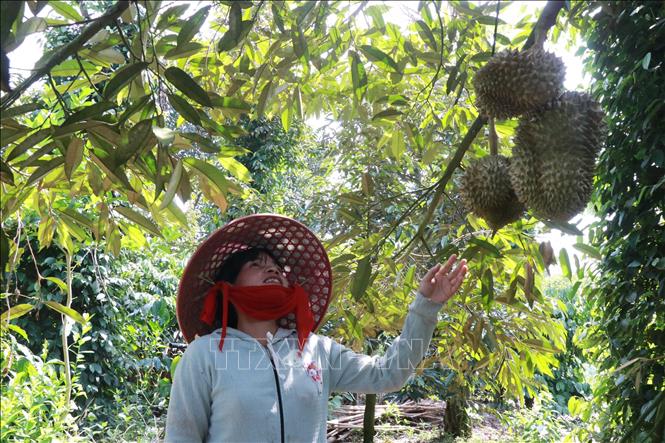 Mấu Thị Quỳnh ở xã Khánh Sơn, tỉnh Khánh Hòa đã thoát nghèo nhờ cây sầu riêng. Ảnh: Đặng Tuấn-TTXVN 
