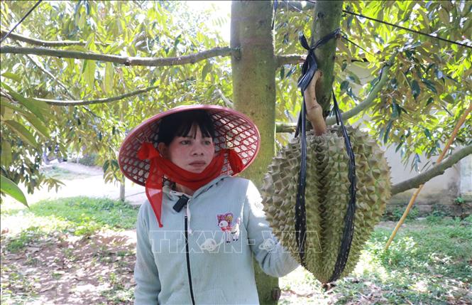 Mấu Thị Quỳnh ở xã Khánh Sơn, tỉnh Khánh Hòa, thu hoạch được 40 tấn quả sầu riêng, mang lại nguồn thu lên đến 300 triệu đồng mỗi năm. Ảnh: Đặng Tuấn-TTXVN 
 