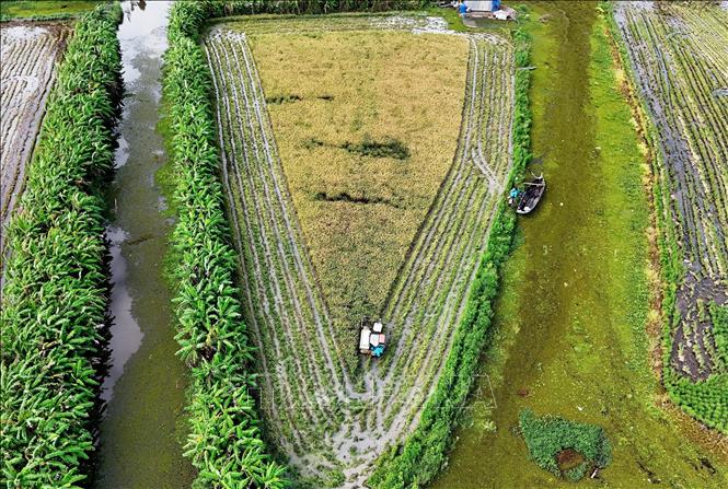 Ca Mau rice production area expands - VNA Photos - Vietnam News Agency ...