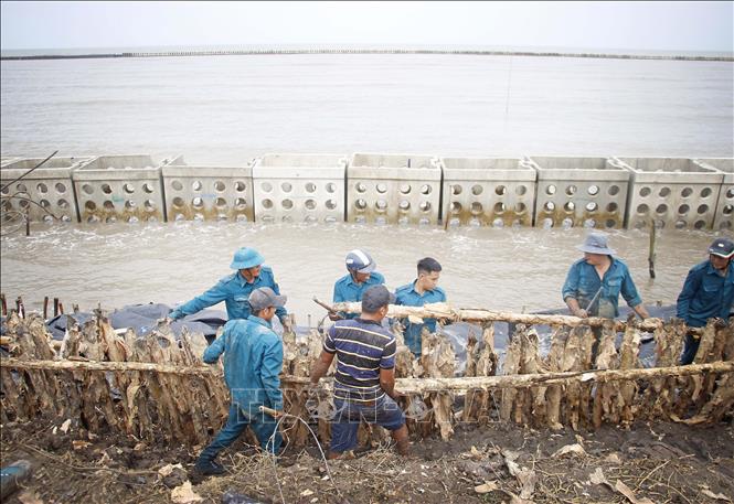 Công tác hộ đê trong mùa mưa bão năm 2019. Ảnh tư liệu: Huỳnh Anh - TTXVN