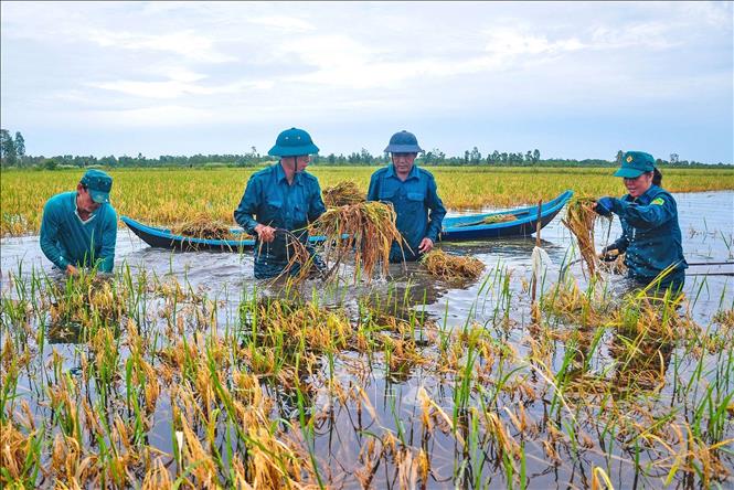 Ngành chức năng tỉnh Cà Mau đã nhiều lần huy động các lực lượng giúp dân ứng cứu vụ lúa mùa. Ảnh tư liệu: Huỳnh Anh - TTXVN