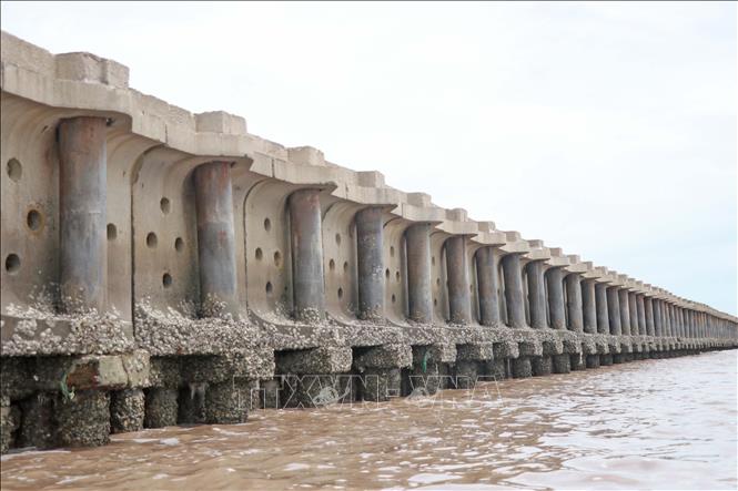 Năm 2023, tỉnh Cà Mau được Trung ương hỗ trợ kinh phí 500 tỷ đồng để thực hiện 3 dự án khẩn cấp với chiều dài 7,6km. Tuy nhiên, số tiền trên chỉ giải quyết được 7,6km/28,54km (tương ứng với 3/6 dự án) sạt lở đặc biệt nguy hiểm bờ biển Đông trên địa bàn tỉnh Cà Mau. Ảnh: Huỳnh Anh - TTXVN