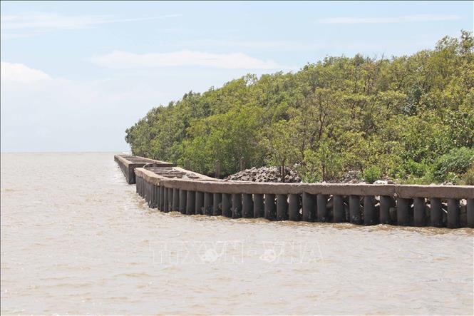 Tại một số đoạn, kè ly tâm dự ứng lực được đầu tư xây dựng hoàn chỉnh đã góp phần tái sinh nhiều đai rừng phòng hộ biển Tây. Ảnh: Huỳnh Anh - TTXVN