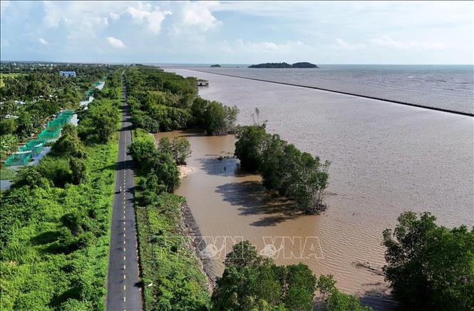 Tại khu vực ấp Sào Lưới A, xã Đá Bạc, hầu như đai rừng phòng hộ đã không còn, tuyến đê chỉ còn dựa vào tuyến kè ly tâm dự ứng lực phía bên ngoài. Nhằm gia cố đoạn đê này khỏi sạt lở, tỉnh Cà Mau đang tính phương án thả đá khan để trồng rừng phía bên trong kè. Ảnh: Hồng Đạt - TTXVN