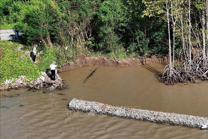 Tại khu vực sạt lở trọng điểm thuộc ấp Sào Lưới A, xã Đá Bạc, nhằm gia cố đoạn đê này khỏi sạt lở, Cà Mau đang tính phương án thả đá khan để trồng rừng phía bên trong kè. Ảnh: Hồng Đạt - TTXVN