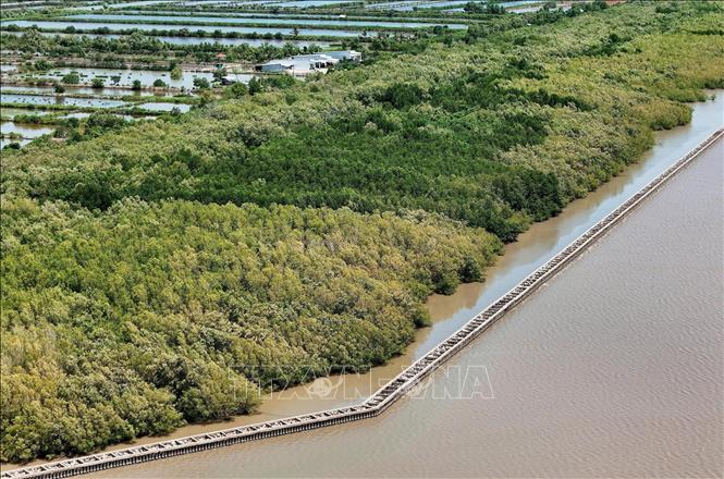 Đê, kè biển Tây bảo vệ đai rừng phòng hộ, đảm bảo sinh kế cho bà con vùng sạt lở ven biển Tây. Ảnh: Hồng Đạt - TTXVN