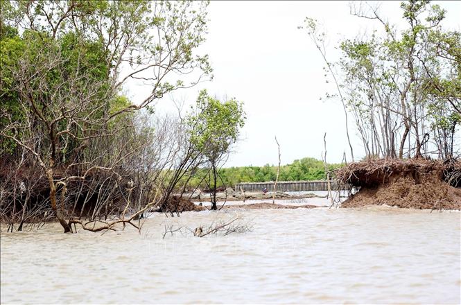 Những cây mắm giữ đất thuộc hệ sinh thái rừng ngập mặn Cà Mau không chống chọi nổi trước tình hình sạt lở vùng ven biển Tây. Ảnh: Hồng Đạt - TTXVN