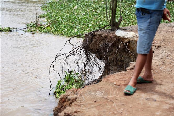 Hiện trên địa bàn xã Bình Giang, tỉnh An Giang (huyện Hòn Đất, tỉnh Kiên Giang cũ) ghi nhận hàng loạt điểm sạt lở bờ biển, nặng nhất là khu vực Bình Giang 2, khu vực ấp Kinh 4. Ảnh: Hồng Đạt - TTXVN