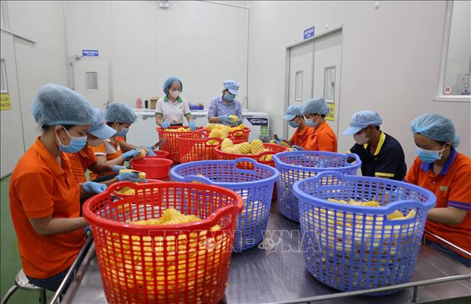 Sản xuất hàng tiêu dùng nhanh tại Công ty Cổ phần Nước giải khát Wana (KCN Châu Đức, TP. Hồ CHí Minh). Ảnh: Hoàng Nhị-TTXVN
