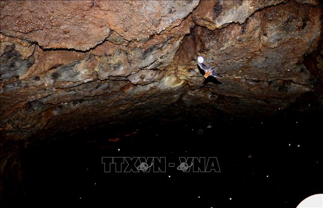 Phần vòm trên của hang được cấu tạo bởi lớp dung nham từ hàng triệu năm. Ảnh: Sỹ Tuyên - TTXVN