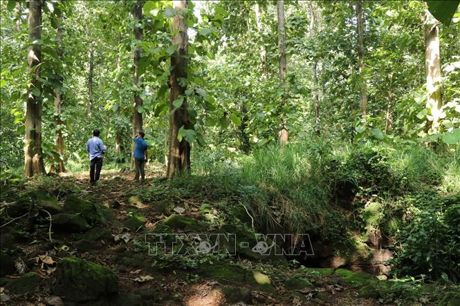 Hệ thống hang động núi lửa nằm giữa cánh rừng giá tỵ thuộc địa bàn huyện Định Quán và Tân Phú (cũ), nay là xã Phú Hòa, tỉnh Đồng Nai. Ảnh: Sỹ Tuyên - TTXVN