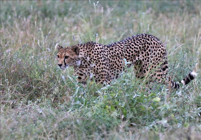 (Tư liệu) Báo Cheetah tại Khu bảo tồn quốc gia Samburu ở miền Bắc Kenya. Ảnh: THX/TTXVN