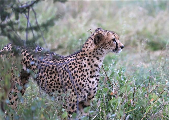 (Tư liệu) Báo Cheetah tại Khu bảo tồn quốc gia Samburu ở miền Bắc Kenya. Ảnh: THX/TTXVN